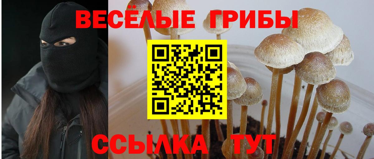 Кыштым  Галлюциногенные грибы Cubensis  сколько стоит  Вход с VPN 