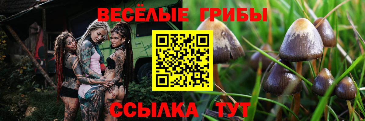 Галлюциногенные грибы Psilocybe Кыштым